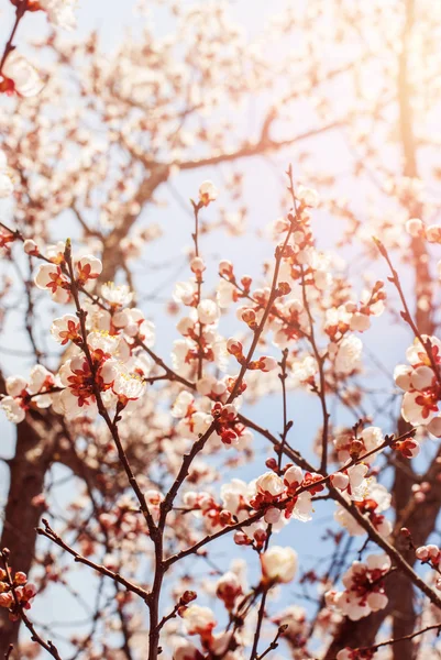 Gyönyörű fehér ágak a Cherry Blossom tavaszi kertben. természetes — Stock Fotó