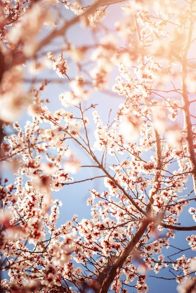 Belle fleur de cerisier au printemps. Papier peint floral — Photo