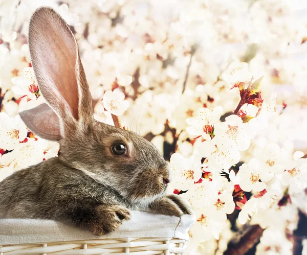 Grey Rabbit in White Basket on blossoming Easter Background — Stock Photo, Image