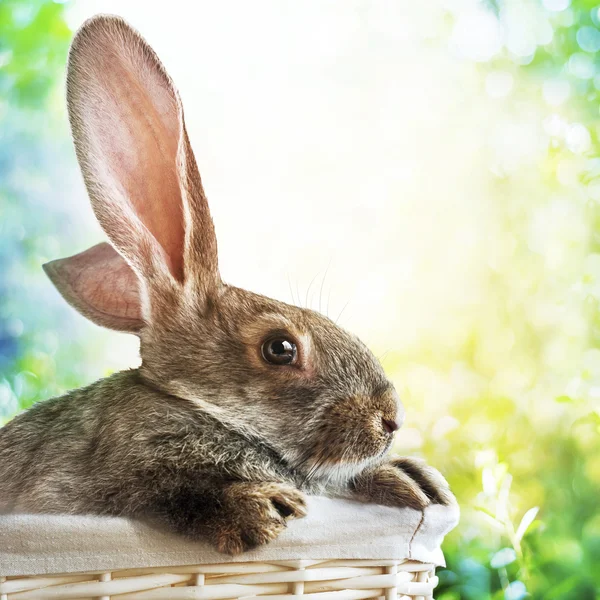 Conejo gris en canasta sobre fondo de Pascua de primavera —  Fotos de Stock