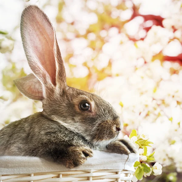 Coniglio grigio pasquale in cesto bianco su sfondo primavera — Foto Stock