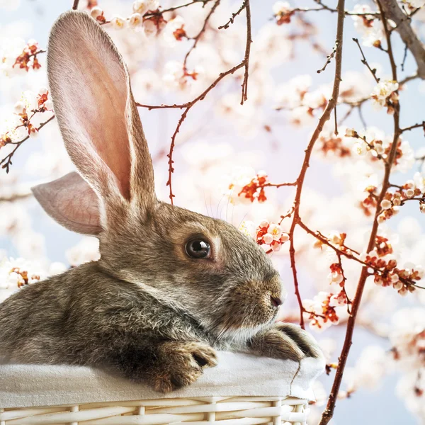 Conejo de Pascua en canasta blanca sobre fondo de primavera —  Fotos de Stock