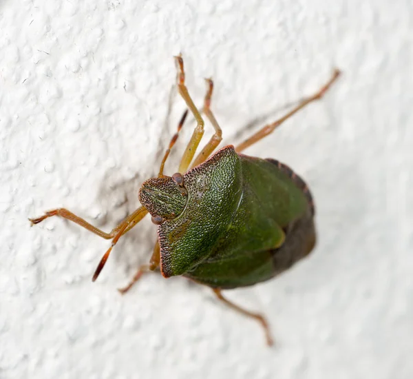 Vert une punaise de lit sur le mur blanc — Photo