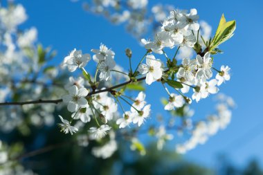 Beyaz kiraz çiçekleri