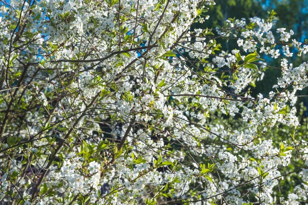 Flores de cereza blanca — Foto de Stock