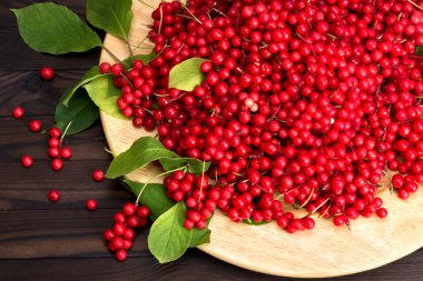 Chinese schizandra - red ripe berries clipart