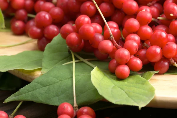 Çin schizandra - kırmızı olgun çilek