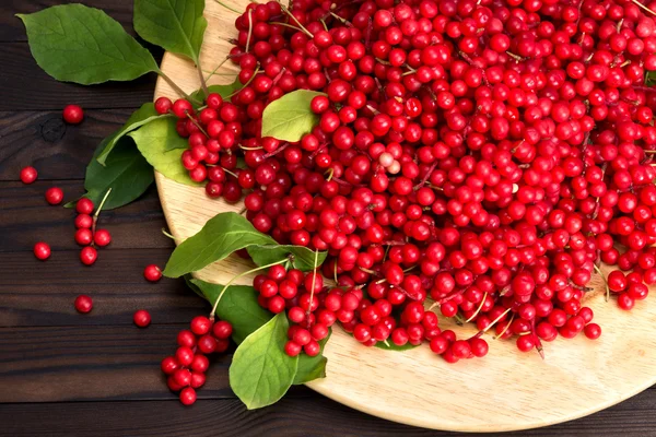 Chinese schizandra - red ripe berries — Stock Photo, Image