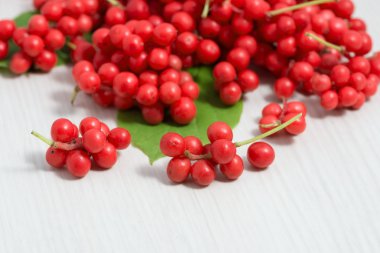 Schisandra chinensis Fruit and Berries clipart