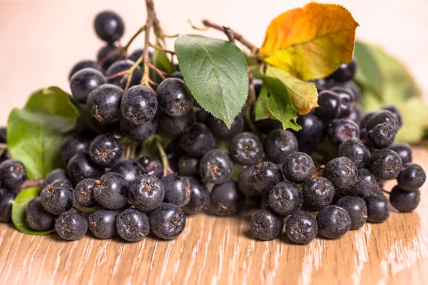 Choke-berry (aronia) - branch with berries — Stok fotoğraf