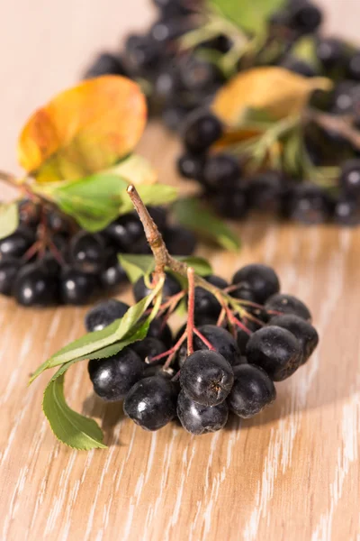 Choke-berry (aronia) - branch with berries — Stok fotoğraf