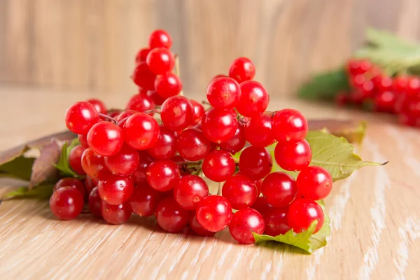 Røde bær af viburnum - Stock-foto