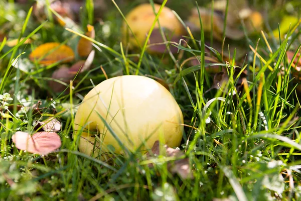 Pomme d'automne tombée dans l'herbe — Photo