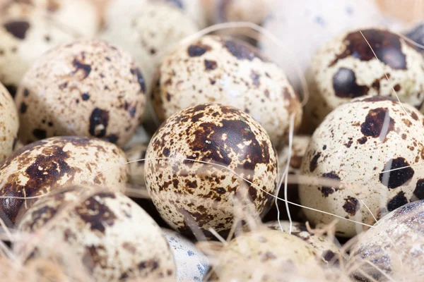 Oeufs de caille se trouvent dans un nid sur les planches — Photo