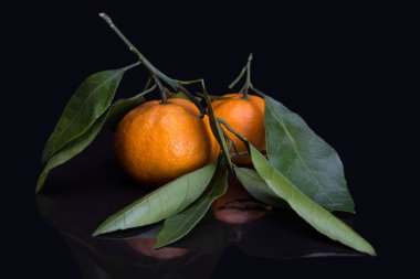 Mandarin veya mandalina ile yaprakları ve siyah misketi şubeleri