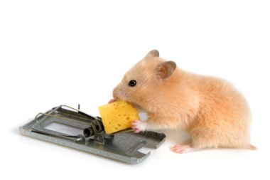 Bedava peynir sadece fare kapanı içinde olduğunu