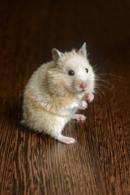 küçük hamster saman renkli