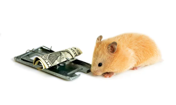Volné peníze, je pouze v past na myši — Stock fotografie