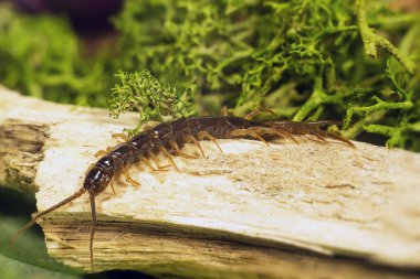 Chilopoda alt tipi Myriapoda
