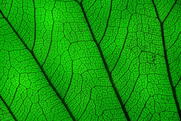 Hout leaf - skelet tegen het licht — Stockfoto