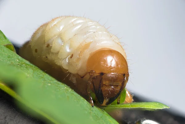 Larve de cockchafer - vers blancs — Photo