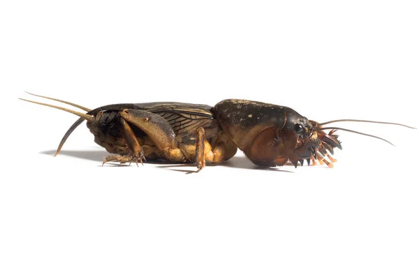 Mole cricket