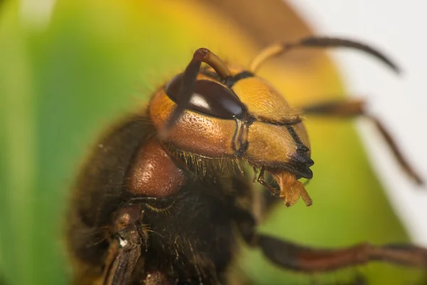 유럽 말벌 (Vespa crabro)) — 스톡 사진