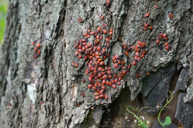 Yaşlı bir ağaç gövde (Pyrrhocoris apterus) Firebug'ı