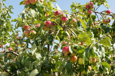 Ağaçta olgun elmalar