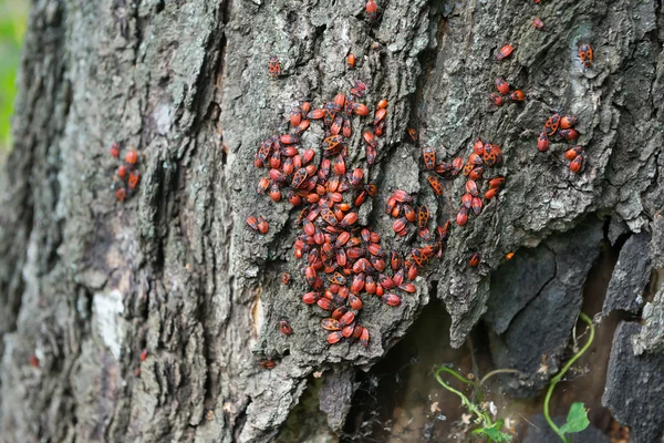 Yaşlı bir ağaç gövde (Pyrrhocoris apterus) Firebug'ı — Stok fotoğraf