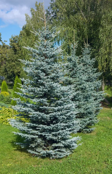 Colorado blue spruce in the garden — Stock Photo, Image