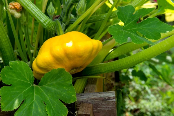 在花园里的黄色 Pattypan 南瓜。 — 图库照片