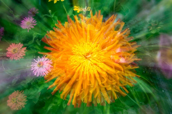 Zinnia elegans flower on a green background - zooming — Stock Photo, Image