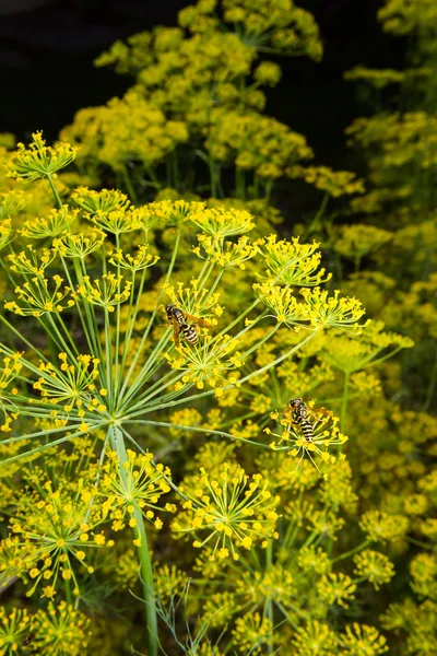 Gula paraplyer - Blomställning dill — Stockfoto