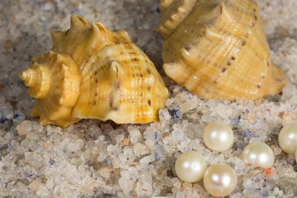 Unrefined natural sea salt, pearl and shell — Stock Photo, Image