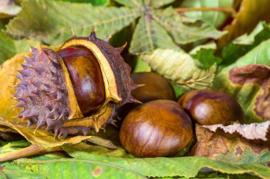 arka plan kuru yapraklar üzerinde kestane