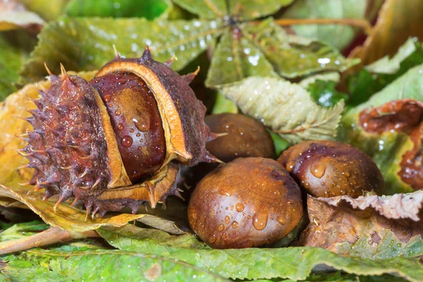 Castanhas com gotas de chuva em um fundo de folhas — Fotografia de Stock