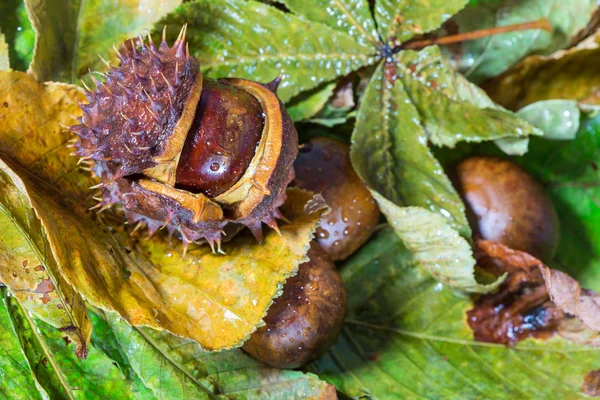 Castañas con gotas de lluvia sobre un fondo de hojas —  Fotos de Stock