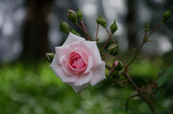 Rose bud i tło zielony — Zdjęcie stockowe