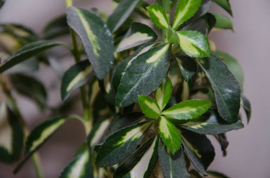 Tropikal yapraklar, soyut yeşil yapraklar doku, doğa arka plan