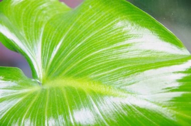 soyut yeşil yaprak dokusu, doğa arkaplanı