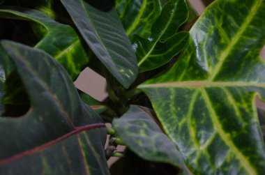 soyut yeşil yaprak dokusu, doğa arkaplanı