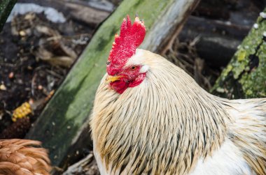 Güzel Horoz portresi doğa arka planında tavuk