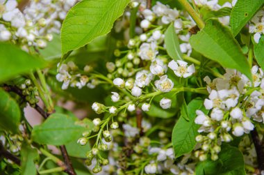 Çiçek açan kiraz ağacı. Beyaz Çiçekli Prunus Avium Ağacı 'nın yakın çekimi. İlkbaharda açan tatlı bir kuş-kiraz ağacı manzarası