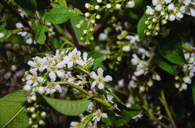 Çiçek açan kiraz ağacı. Beyaz Çiçeklerle Çiçekli Prunus Avium Ağacının Yakın Çekimi.