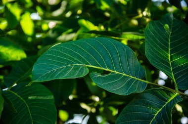 Aşağıdan, dallarla dolu yemyeşil bir ceviz ağacına bak..