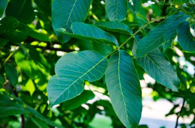 Aşağıdan, dallarla dolu yemyeşil bir ceviz ağacına bakın. Yaprak damarları görünür.