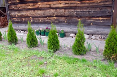 Eşkıya ağaçlarının yeşil çiti. Tui ağacının yeşil çiti. Doğa,