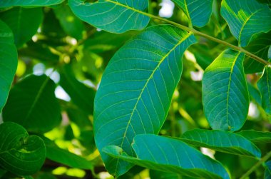 Yeşil doğa geçmişi. Arkaplanı bulanık parlak yeşil yapraklar. Taze yeşillik. Corylus Avellana, yaygın fındık yaprakları..