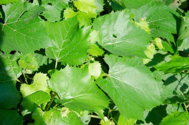 Kızsal üzümler. Partenosissus. Üzüm soyundan bir bitki cinsi. Ahşap bir desteğin arka planında damarları olan geniş yeşil desenli bir yaprak..